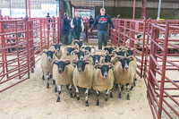 Border Horned Ewes-18